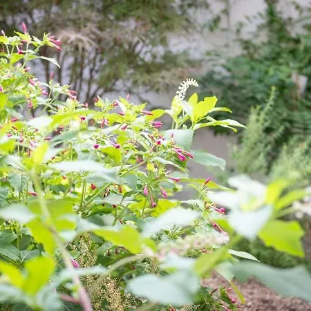 ヴィラ La Roseraie